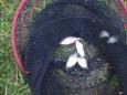IMG 6785