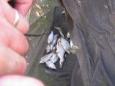 IMG 6788